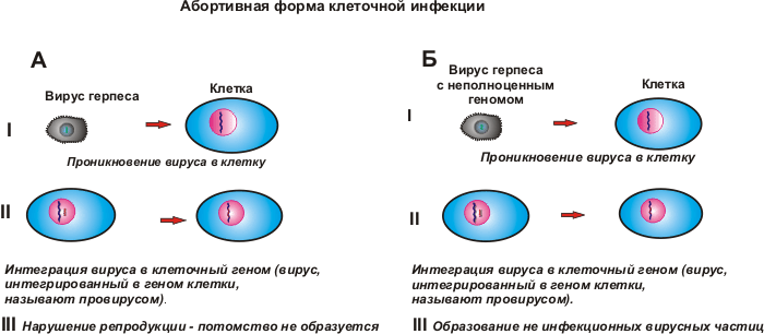 Продуктивное взаимодействие вируса. Продуктивная форма взаимодействия вируса с клеткой. Абортивная форма взаимодействия вируса с клеткой. Интегративная форма взаимодействия вируса с клеткой. Этапы взаимодействия вируса с клеткой продуктивная инфекция.